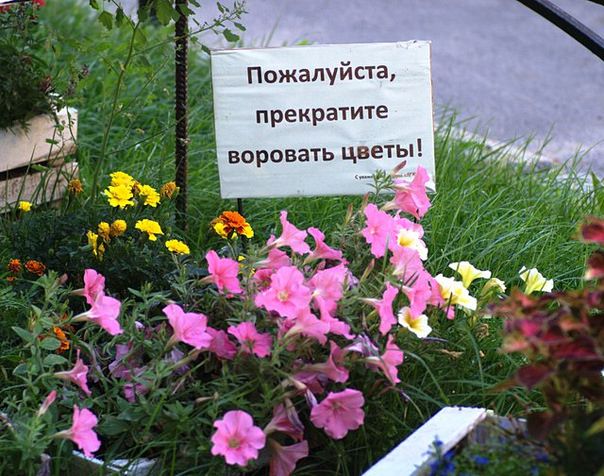 В Тирасполе опять воруют цветы